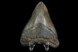 Fossil Megalodon Tooth - South Carolina #129991-2